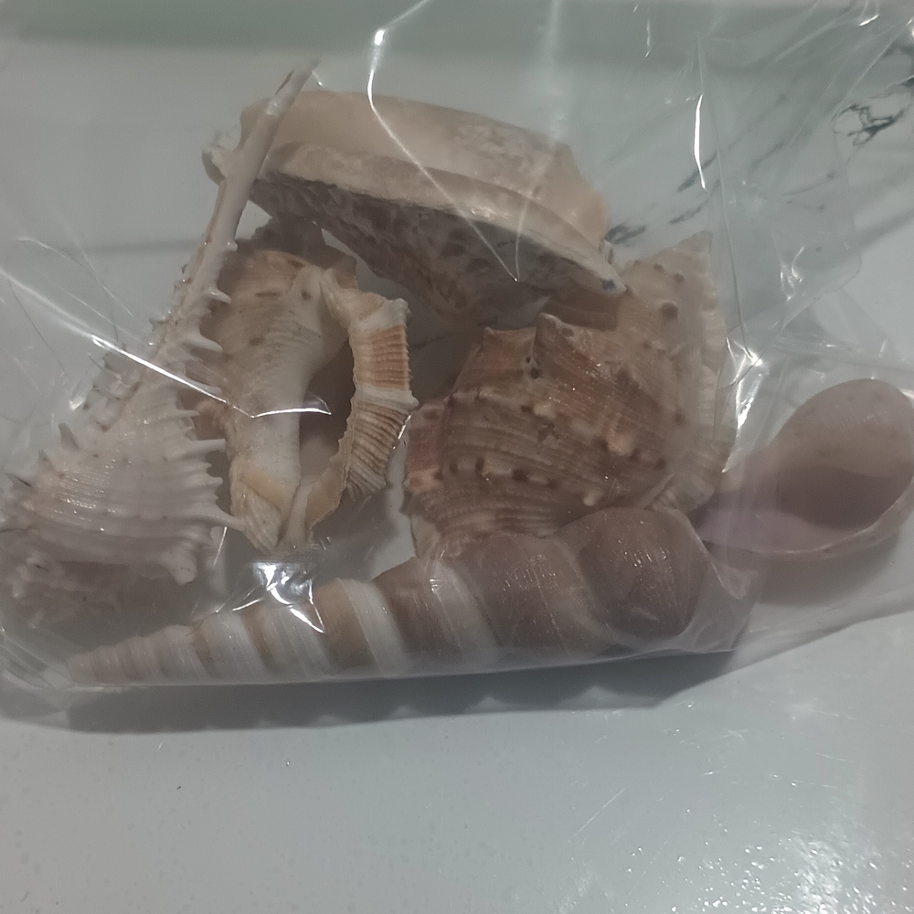 Assorted Natural Seashell Mix - Neutral Tones